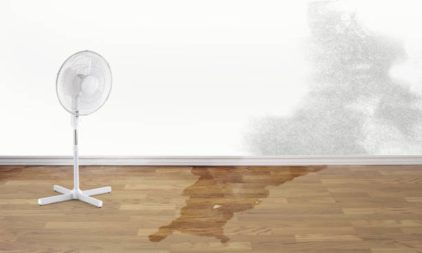 Best Flood restoration services  in Carlin, NV
