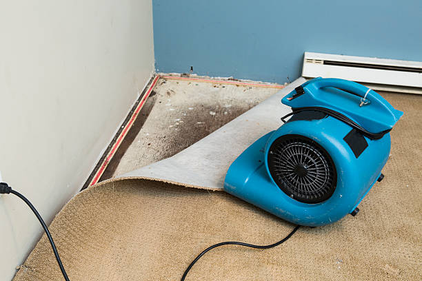 Best Professional water damage repair  in Carlin, NV